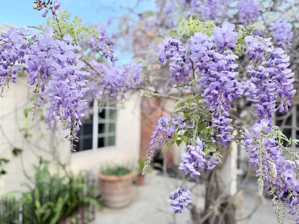 Wisteria in bloom in the backyard